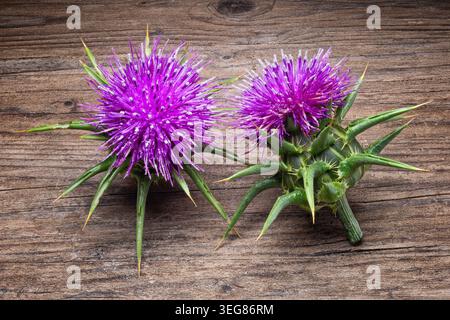 Milchdistel (Silybum marianum), Asteraceae. Jährliche oder zweijährige krautige Pflanze, medizinische und spontane Pflanze, Purpurblume. Stockfoto