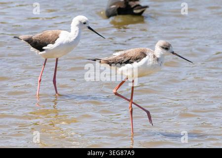 Schwarzflügelstelze (Himantopus himantopus) für Jugendliche und Erwachsene Strandfontein Klärwerk, Kapstadt, Südafrika Stockfoto