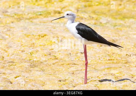 Schwarzflügelstelze (Himantopus himantopus) für Erwachsene Kliphoek Salt Pan, Velddrif, Westküste, Südafrika Stockfoto