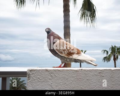 Braune und weiße Taube auf weißer Wand Palmen bewölkter Himmel und Ozean im Hintergrund Stockfoto