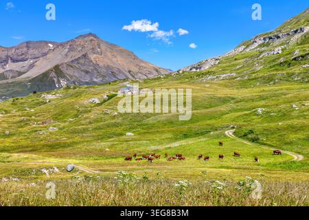 Eine malerische Sommerlandschaft mit einer Herde von Kühen, die auf üppig grünen Wiesen weiden, mit einem traditionellen Steinbauernhof und hohen Bergen Stockfoto