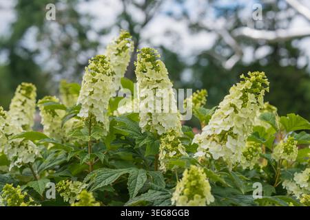 Hohe weiße Hortensie-Blüten heben sich von üppig grünen Blättern ab. Stockfoto
