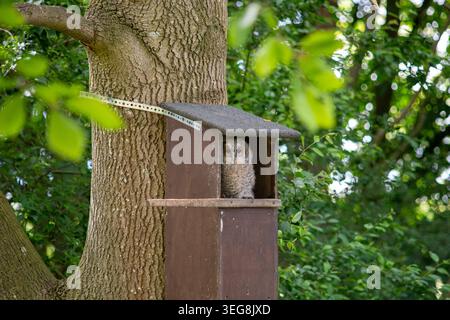 Junger Tawny-Eulen am Eingang zu einem Nistkasten, der bei Tageslicht auf einem Baumstamm im Wald montiert ist. Mitte Mai, Norfolk, England. Stockfoto