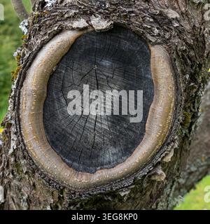 Die Holzstruktur eines gesägten Baumzweigs Stockfoto