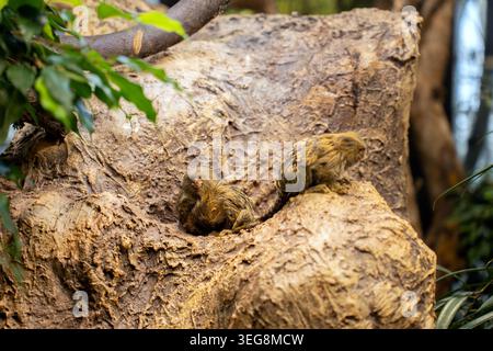Zwei winzige goldbraune Murmeltiere auf strukturierter Baumrinde in einem üppig grünen Gehege, warme Erdtöne und sanftes Licht erinnern an eine ruhige, intime Atmosphäre Stockfoto