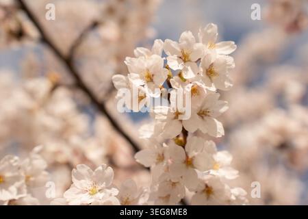 Sanfte Nahaufnahme von blassrosa Kirschblüten im Frühlingssonnenlicht, zarte weiße und rötliche Blüten, goldene Staubblätter, geringe Schärfentiefe mit cre Stockfoto
