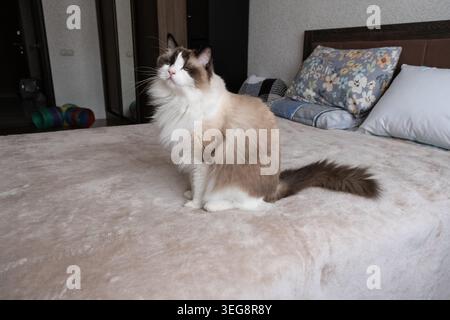 Die Katze sitzt auf dem Bett in einem gemütlichen Zimmer mit weicher Bettwäsche und farbenfroher Einrichtung in der Nähe der Wand am Nachmittag Stockfoto
