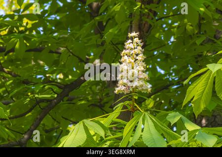 Nahaufnahme der blühenden Rosskastanienblüte, umgeben von leuchtenden grünen Blättern im Frühlingssonnenlicht. Natürliche saisonale Szene mit botanischen Details und Fre Stockfoto