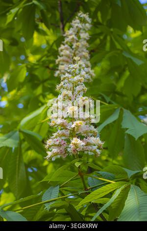 Detaillierte vertikale Ansicht der blühenden Rosskastanienblumen, beleuchtet durch Frühlingssonnenlicht. Frische grüne Blätter schaffen einen lebendigen botanischen Hintergrund Stockfoto