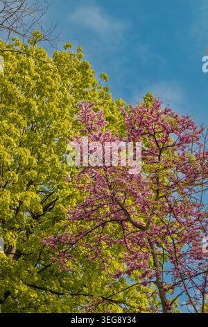 Malerische Aussicht auf blühende rosa Judas-Äste neben lebendig grünem Frühlingslaub unter einem klaren blauen Himmel an einem hellen sonnigen Tag in der Natur Stockfoto
