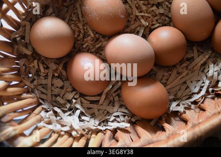 Frische Bio-Eier in einem rustikalen Korb, in natürlichem Licht mit Ästhetik im Bauernhausstil. Hochwertige Lebensmittelfotografie, perfekt für Motive von Stockfoto