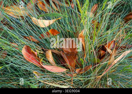 Trockenes Herbstlaub auf blauem Ziergas erzeugt eine farbenfrohe, saisonale Textur mit natürlichem Kontrast und dekorativer Gartenatmosphäre im Freien. Stockfoto