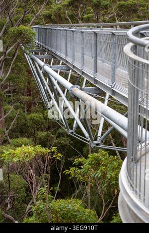 Die beeindruckende Stahlkonstruktion des Tree Top Walk im Valley of the Giants erhebt sich durch das dichte Kribbeln in der Nähe von Walpole, W Stockfoto