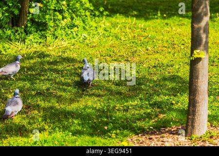 Nahaufnahme von Tauben, die auf grünem Gras im sonnigen Park spazieren. Schweden. Stockfoto