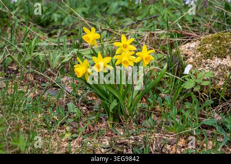 Kleine gelbe Narzissen blühen im Frühjahr in der natürlichen Gras- und Waldvegetation Stockfoto