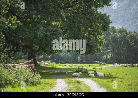 Eine ruhige ländliche Landschaft mit Schafen, die an einem sonnigen Tag ausruhen und weiden, mit einem unbefestigten Pfad, der sich durch das lebhafte grüne Gras und dichte Wälder schlängelt Stockfoto