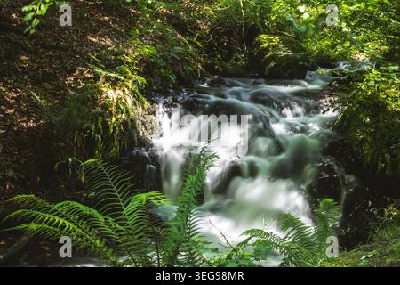 Eine sanfte Kaskade fließt durch einen grünen Wald, umgeben von leuchtenden grünen Farnen und moosigen Felsen, die in sanftes Sonnenlicht getaucht sind und durch die CA filtrieren Stockfoto