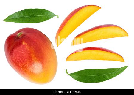 Mangoblätter isoliert auf weißem Hintergrund mit voller Schärfentiefe. Draufsicht. Flache Lagen Stockfoto