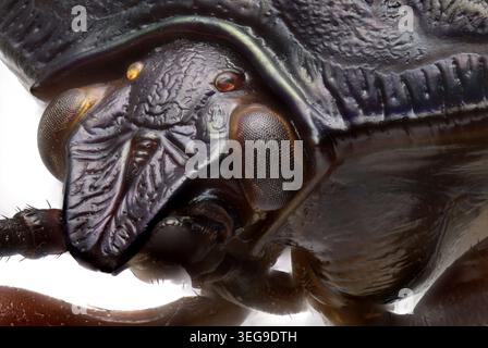 Hypencha ophthalmica (Tessaratomin True Tug -) aus Asien Stockfoto