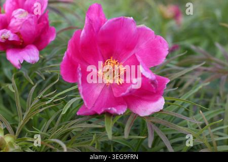 Pfingstrose. Paeonia tenuifolia Fernblatt Pfingstrose, frühblühende Pfingstrose mit hellrosa Blüten in einem Frühlingsrand. UK. Mai Stockfoto