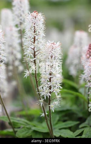 Tiarella „Spring Symphony“-Schaumblume, krautige, mehrjährige Bodenbedeckung mit rosafarbenen weißen Blütenspitzen in einem Frühlingsgartenrand. UK. Mai Stockfoto