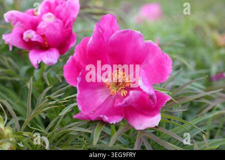 Pfingstrose. Paeonia tenuifolia Fernblatt Pfingstrose, frühblühende Pfingstrose mit hellrosa Blüten in einem Frühlingsrand. UK. Mai Stockfoto
