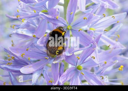 Biene auf blauer Blume. Hummel auf Camassia Electra blauer Blumenspitze im Frühling. Camassia leichtlinii subsp. Suksdorfii 'Electra'. UK Stockfoto