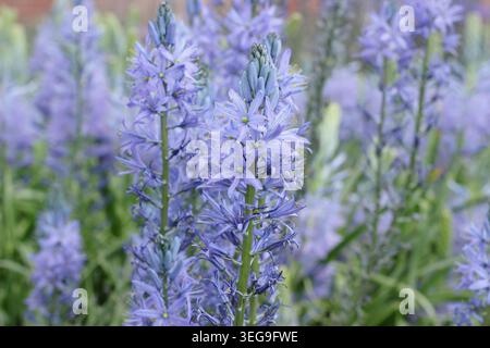 Blaue Kerze Camassia, mehrjährige Quamash-Pflanze mit charakteristischen blauen Blütenspitzen im Frühjahr. UK Stockfoto