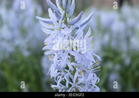 Camassia Blue Heaven Quamash. Auch Camassia leichtlinii genannt „Blauer Himmel“, mehrjährig mit leuchtend blauen Blütenspitzen im Frühjahr. UK Stockfoto