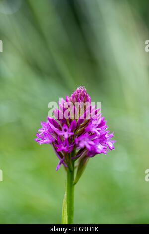 Eine pyramidale Orchidee (Anacamptis pyramidalis) in voller Blüte, die ihren charakteristischen kegelförmigen Blütenstachel in lebhaftem Magenta-Rosa gegen eine Unschärfe zeigt Stockfoto