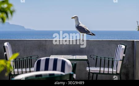 Große Möwe auf der Dachterrasse des Restaurants in Castle Aragonese, Ischia, Italien, am 2. Mai 2026 Stockfoto
