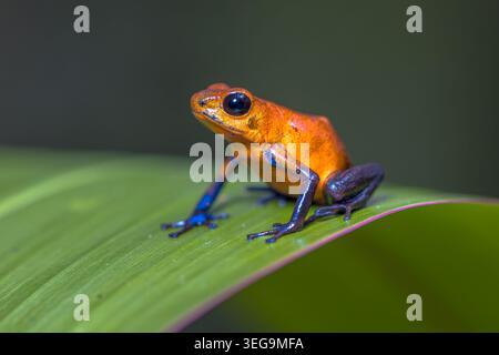 Erdbeergiftfrosch, Erdbeergiftfrosch oder Blaue Jeans Giftfrosch (Oophaga pumilio, ehemals Dendrobates pumilio) ist eine Art des kleinen po Stockfoto