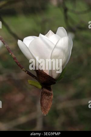 Magnolie 'Phelan Bright', Magnoliaceae. USA. Magnolia „Phelan Bright“ ist ein atemberaubender, im späten Frühjahr blühender Hybridbaum, der für seine duftenden Blüten bekannt ist. Stockfoto