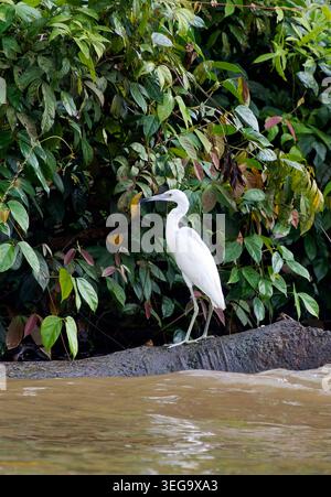 Kleiner Blaureiher (Jungreiher), Blaureiher, Aigrette bleue, Egretta caerulea, kék gém, Tortuguero, Costa Rica, Mittelamerika Stockfoto
