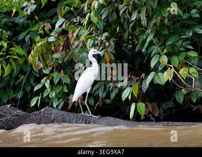 Kleiner Blaureiher (Jungreiher), Blaureiher, Aigrette bleue, Egretta caerulea, kék gém, Tortuguero, Costa Rica, Mittelamerika Stockfoto