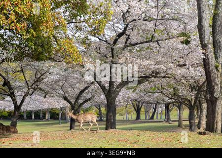 Gruppe von drei Sika-Hirschen im Nara-Koen Park, Nara, Japan Stockfoto