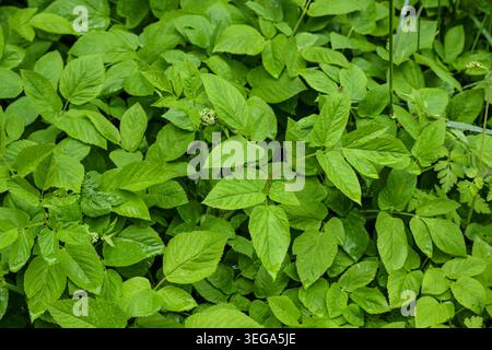 Grundelder (Aegopodium podagraria), ein gefürchtetes Unkraut, das schnell wächst und andere Pflanzen erstickt, junge Blätter sind essbar, Vollbild-Hintergrund, s Stockfoto