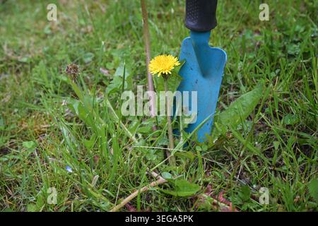 Unkrautlöwenzahn (Taraxacum officinale), das Unkraut mit einer gelben Blume und einer langen Wurzel wird mit einer blauen Schaufel, Kopierraum, selektiv vom Rasen entfernt Stockfoto