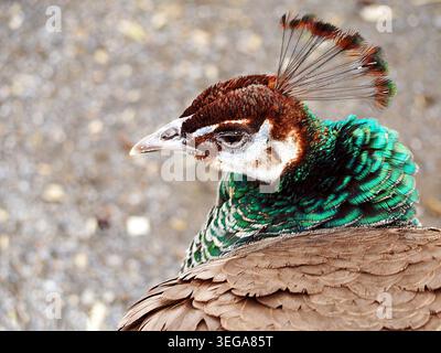 Eine Nahaufnahme einer weiblichen indischen Pfauze, die allgemein als Peahen bekannt ist. Stockfoto