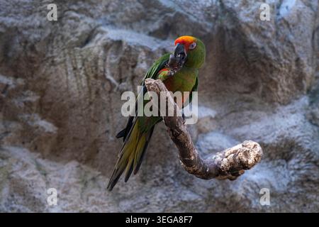 Ein Papageiensittich mit goldener Kappe auf seinem Barsch isst eine Kastanie. Stockfoto