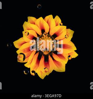 Top-down-Ansicht der Gazania-Blüte mit brechenden Wassertröpfchen Stockfoto