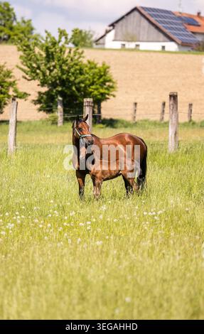 Warmblutstute mit Fohlen ruhig auf sonniger Weide in ruhiger ländlicher Sommerlandschaft Stockfoto