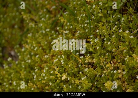 Nahaufnahme der üppigen grünen Bodenabdeckung mit kleinen weißen Wildblumen, die in Sonnenlicht getaucht sind ideal für die Frühlingssaison natürliche Textur Hintergrund Förderung Stockfoto