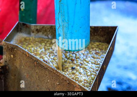 Nahaufnahme von rohen grünen Kaffeebohnen, die in einer rustikalen Metallmaschine in einer tropischen Plantage mit Wasser verarbeitet werden. Stockfoto
