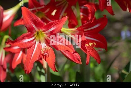 Wunderschöne, rote St. Joseph’s Lily blüht im Frühjahrsgarten. Nahaufnahme. Stockfoto