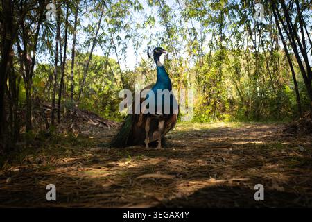 Männlicher Pfau, der auf Waldboden sitzt und zwischen Bambusbäumen blickt, mit dramatischem Low Angle View in Bohol, Philippinen Stockfoto