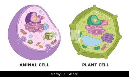Pflanzliche und tierische Zelle. Bildungsplakat, mikroskopische Systemanatomie, Organismen-Struktureinheiten in Sektion, Biologie, Strukturen und Organellen Stock Vektor