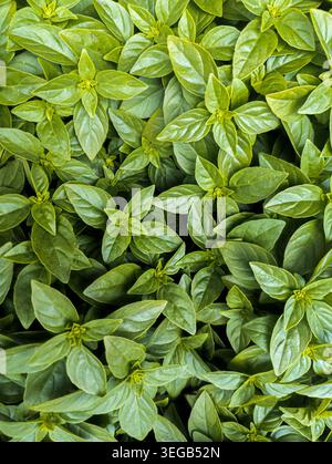 Frische Basilikumblätter Wachsen Im Kräutergarten Stockfoto