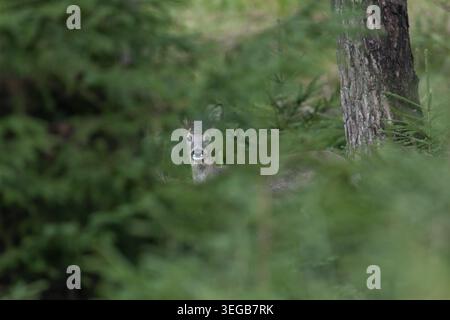 Ein Reh (Capreolus capreolus) steht gut versteckt und regungslos in einem Fichtenwald, bedeckt, tarnt, neugierig, winterlich, Oktober, Deutschland Stockfoto