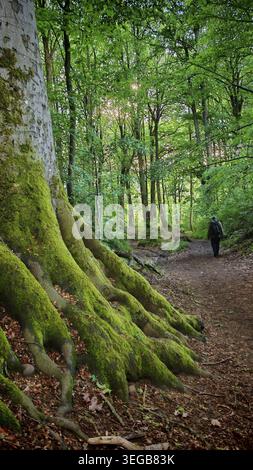 Großer Baum mit moosbedeckten Wurzeln in dichtem Wald, einsamer Wanderer auf dem Wanderweg, Frühling, Bad Staffelstein, Oberfranken Stockfoto